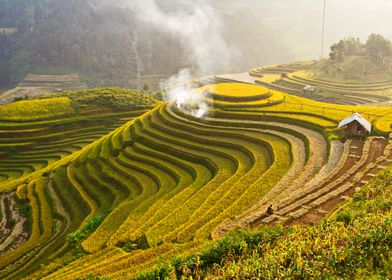 Ripen rice terraces