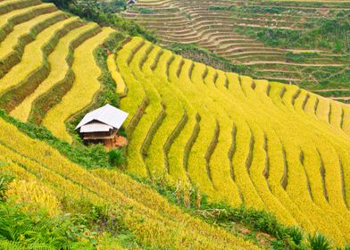 Very nice rice terraces