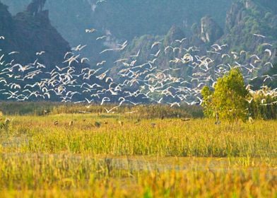 A flock of natural egrets