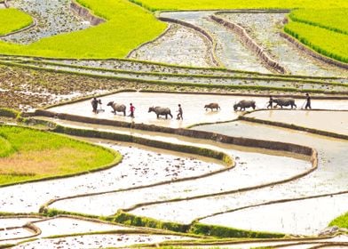 Plowing with buffaloes