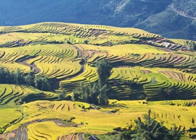 Ripen rice terraces