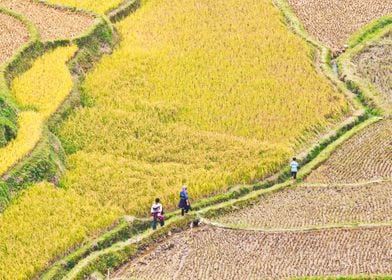 Family passing rice fields