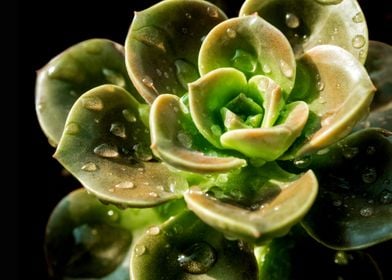 Succulent plant close up