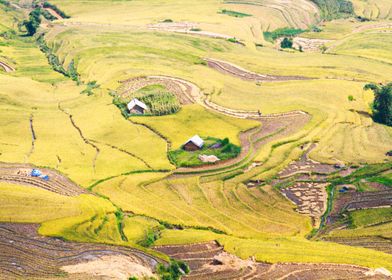 Houses among rice fields