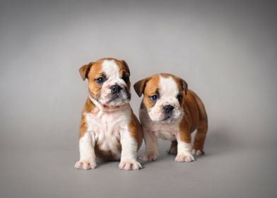 English Bulldog puppies