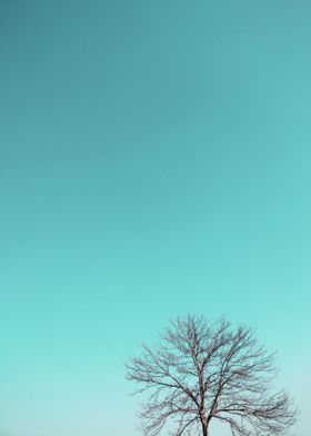 turquoise sky + tree