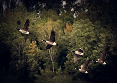 A flock of birds