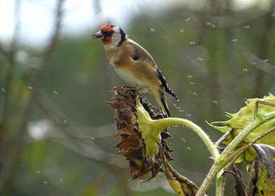 A Goldfinch