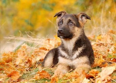 German Shepherd dog puppy