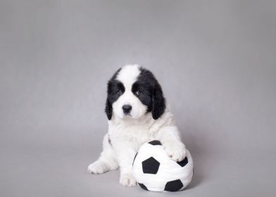 Landseer puppy