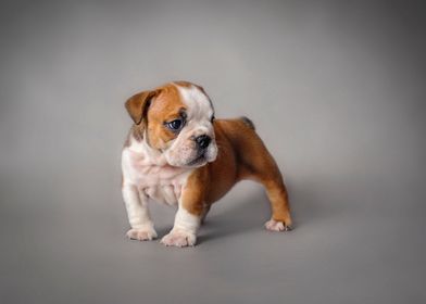 English Bulldog puppy