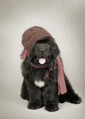 Newfoundland dog puppy