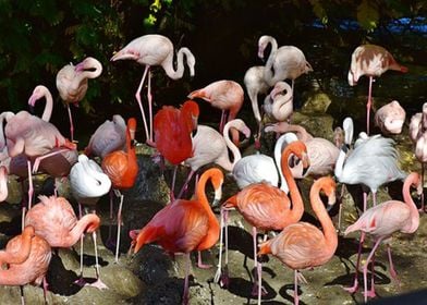 Flamingoes