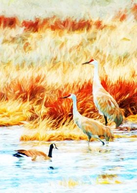 Sandhill Cranes