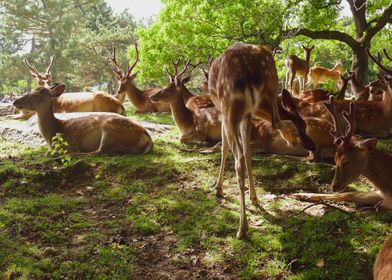 Deers at Nara