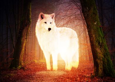Wolf in forest 2