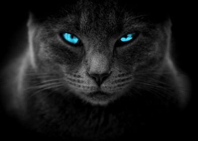 Catlover Blue Eyes