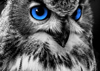 Owl lover Blue Eyes