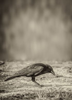 Curious Crow