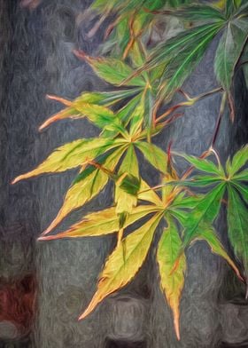 Japanese Maple Leaves