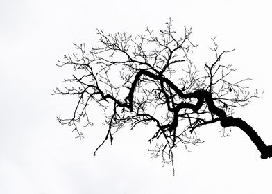 Branch 