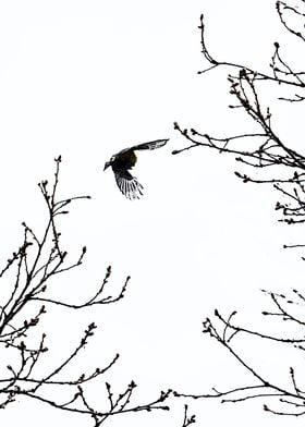 Bird in the sky 1