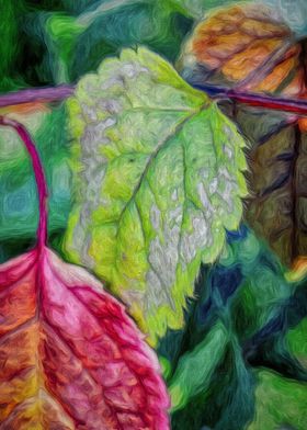 Colourful Leaves