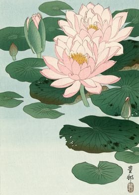 Waterlily by Ohara Koson