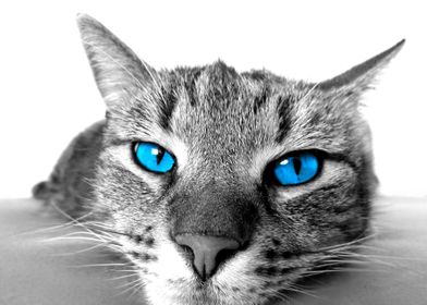 Cat lover Blue Eyes