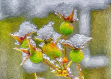 Snowy Rosehips