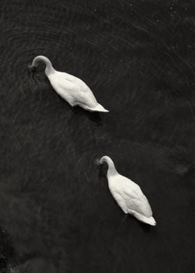 Shy Swans on Thames