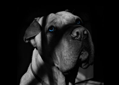 Dog lover Blue Eyes