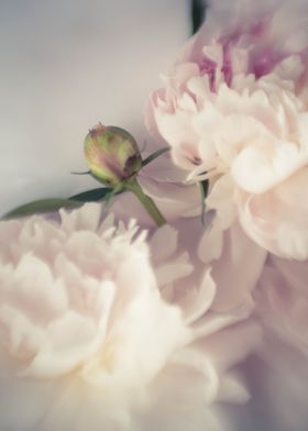 Pink peony