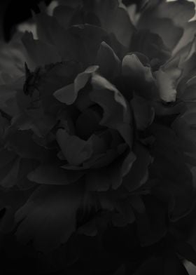 Black peonies