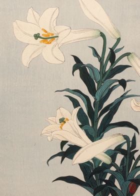 Lilies