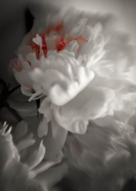 White peonies