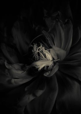 Black peony