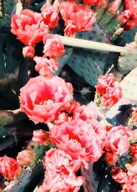 cactus with pink flowers