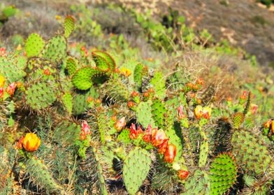 green cactus with flower