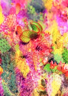 colorful cactus background