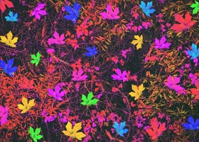 colorful maple leaves