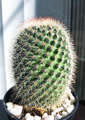 green cactus