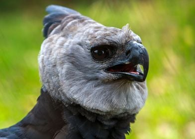 Harpy Eagle