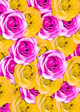 pink and yellow roses