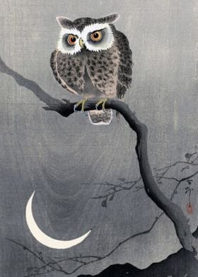 Owl in the moonlight