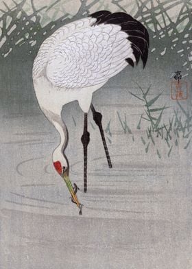 Crane fishing in water