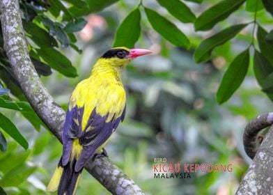 Kicau Kepodang Bird