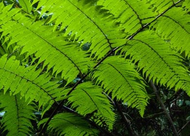 Young ferns