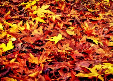 maple leaves in autumn