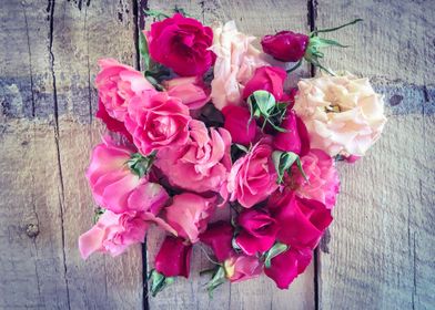 pink and red roses